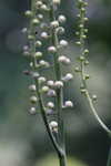 Black bugbane <BR>Black cohosh